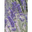 Culinary Lavender Flower Buds - 1/4 Pound Bulk