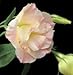 (PLIS)~"RAINY ORANGE" LISIANTHUS~Seeds!!!~~~~~Stunning Pastel Peach!!