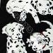 Three Rooker DALMATION Dog Ties