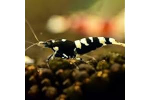 SF Aquatic™ 10 Black Pinto Shrimps Caridina Taiwanese Bee Live Freshwater Shrimps for Aquarium. Juvenile Shrimps Size 1/2 inch. Live Arrival Guarantee.