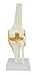Knee Model - Functional Knee Joint Model, Life Size Anatomical Knee with Functional Ligaments
