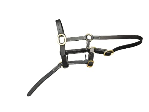 Cwell Equine FOAL LEATHER HEAD COLLAR HALTER BLACK