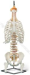 Deluxe Spine Model with Ribs (Made in USA)
