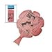 Fun Express Whoopee Cushion Pack - Classic Gag Toy for Practical Jokes - Ideal Party Favors for Kids - Perfect for Birthdays Events & Gatherings Fun and Hilarious Entertainment Multicolor - 12 Pieces