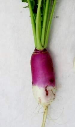 Turnip Purple Top White Globe up to 20 Seeds