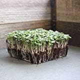 Basic Salad Mix MICROGREENS Seeds -Non-GMO Blend: Broccoli, Kale, Kohlrabi, More (1 lb)
