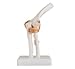 ZJKC Life Size Human Elbow Joint Anatomical Model Skeleton Medical Anatomy Teach Model