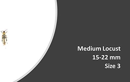 Locusts Medium - MAXIPACK of 30 Size 2 12-20mm
