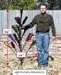 BottleTree The Southern Pine