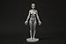 Female Anatomy Figure Collection: Planar, Ecorche and Skin - Anatomical Reference for Artists