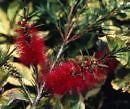 Callistemon Woodlanders Red HARDY RED BOTTLEBRUSH