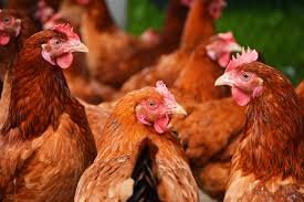 NuBiotic 4X Concentrate Oregano Oil for Poultry - Quart 32oz / 950ml