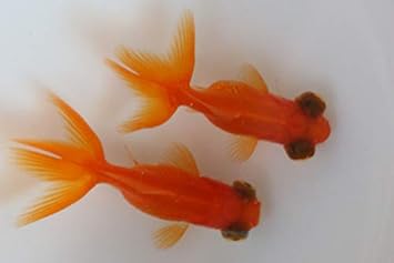 Amazon 国産金魚 人気種 出目金 当歳 1匹 全長約3 5cm 生体 7 なまず園 観賞魚 水中生物 通販 Amazon 国産金魚 人気種 出目金 当歳 1匹 全長約3 5cm 生体 7 なまず園 観賞魚 水中生物 通販