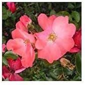 Rose FLOWER CARPET Coral- Ideal Plant Gift for a 35th Wedding Anniversary