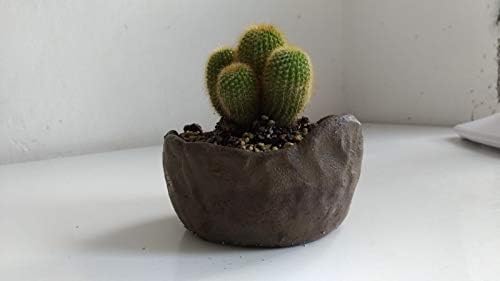Ceramiche Martignago Plantas Grasas Sobre macetas artesanales, C2 ...