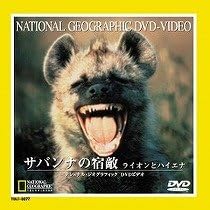 サバンナの宿敵 ライオンとハイエナ Dvd Dvd ブルーレイ ナショナル ジオグラフィック Amazon Co Jp