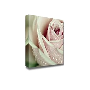Canvas Prints Wall Art - Close-Up View of Beatiful Pink Rose with Water Drops | Modern Wall Decor/Home Art Stretched Gallery Canvas Wraps Giclee Print & Ready to Hang - 12" x 12"