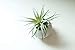 Small Faux Air Plant in Textured White Ceramic Planter - 6 x 6 Inches - Marmeda Decor Potted Artificial Tillandsia Plant in Etched, Lined Clay Pot - Global Modern Decor for Home or Office