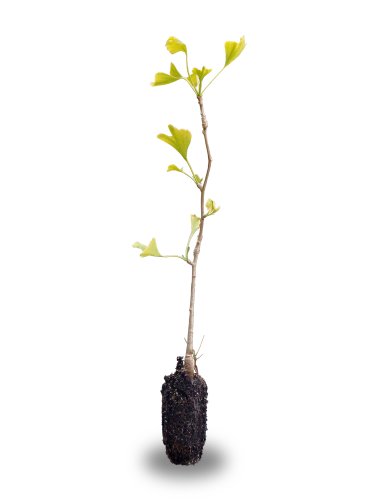 Ginkgo Tree (Ginkgo biloba) – Medium Ginkgo Tree (Ginkgo biloba) – Medium