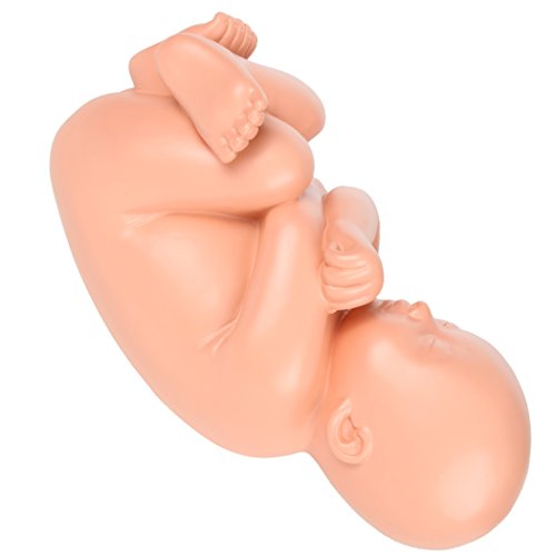 image for Axis Scientific Anatomy Model of Pregnancy Pelvis | Includes a Full-Te