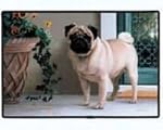 Fiddler's Elbow Pug Porch Doormat