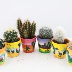 Cactus Starter Set - Fun and Colourful Decorative pots - Range of Cactus types - Wonderful for starting a collection plant for Birthdays and New Homes - Popular in homes and office environments. (2)