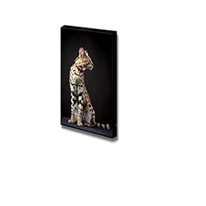 Canvas Prints Wall Art - Beautiful Serval, Leptailurus Serval | Modern Wall Decor/Home Decoration Stretched Gallery Canvas Wrap Giclee Print. Ready to Hang - 12" x 18"