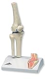 3B Scientific Mini Shoulder Joint