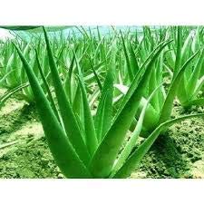 Creative Farmer Aloe Vera Fleshy Leaves Succulent Live Plant Gifiting Green Gifit Pack