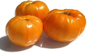 Amana Orange Heirloom Tomato Seeds - Large Tomato - One of The Most Delicious Tomatoes for Home Growing
