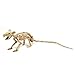 Spooktacular Creations Skeleton Cat & Rat Skeleton for Halloween Skeleton Animal Decorations, Skeleton Yard Décor and Reaper Bones Animals