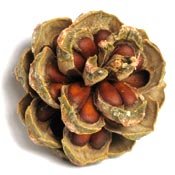 image for Gourmet Nuts And Dried Fruit Pine Nuts - Bulk Pine Nuts 10 Pound Value