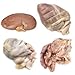 Nasco Pig Organ Set - Dissection & Science Education Materials - LS03496