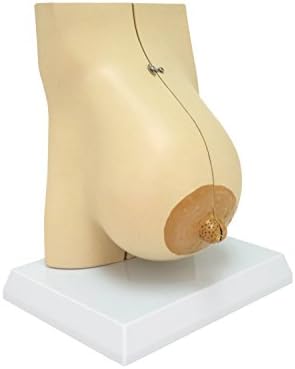 Walter Products B10462 Plastic Mammary Gland in Lactation Model