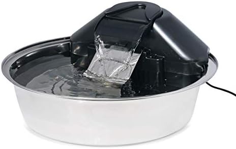 female kitten peeing outside of litter box