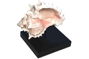 Clearco Seashell Display Stand for Minerals, Spheres, Rocks, Shells, Baseballs, Ancient Oil Lamps, Artifacts and other items (3 inch)