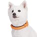Blueberry Pet Soft & Safe 3M Reflective Neoprene Padded Adjustable Dog Collar - Orange Peel, Large, Neck 18