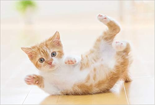 Amazon Co Jp 限定 すってんころりん スコティッシュフォールド ポストカード3枚セット P3 126 富井 純朗 写真工房ポストカード 本 通販 Amazon