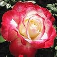 New Fresh 100pcs Double Delight Hybrid Tea Rose Flower Seed Generic