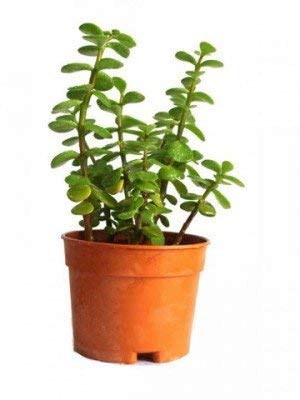 Plants Point crassulla Zade Plants Indoor and Outdoor Plants Pack of 1