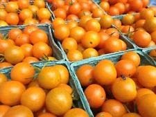 30 Big SUNGOLD Select Tomato Seeds Heirloom 2018 (Non-GMO Heirloom Seed)