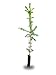 The Jonsteen Company Norway Spruce | Live Tree Seedling (Small)