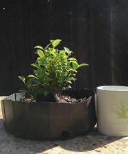 Tropical Bonsai, Tiger Bark Ficus, Fat Trunk with Taper, Mame Prebonsai, No Res