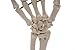 Hand and Wrist Skeleton Model,Kouber Human Anatomical Model,Life-Size,3