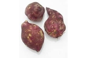 TROPICAL IMPORTERS Fresh Boniato (Cuban or Tropical Sweet Potato) 3lbs
