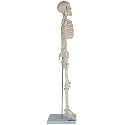 ZQDL 85CM Human Skeleton Model with Spine Nerve Medical Teaching Equipment PVC Environmental Protection Material