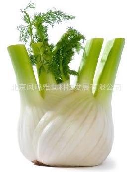 Plentree EU Fragrant Bulb Fennel bonsais Organic Vegetable bonsais 100pcs