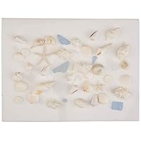 Tumbler Home Seashell Mix with Sea Glass - Set includes shells up to 4 inches - Home Decor Wedding Luxury Sea Shell Mix, Christmas or Crafts