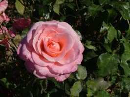 Apuldram Roses "QUEEN ELIZABETH" - Floribunda Bush rose (Bare Root)