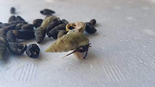Thai Live Aquarium 100 + Blue Leg Hermit Crabs 1/2" Algae Eater, Clean Up Crew!!